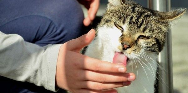 Cuidador gatos