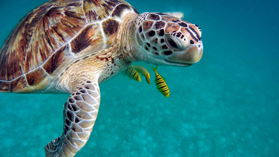 Tortugas Maldivas