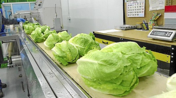 trabajo lechuga