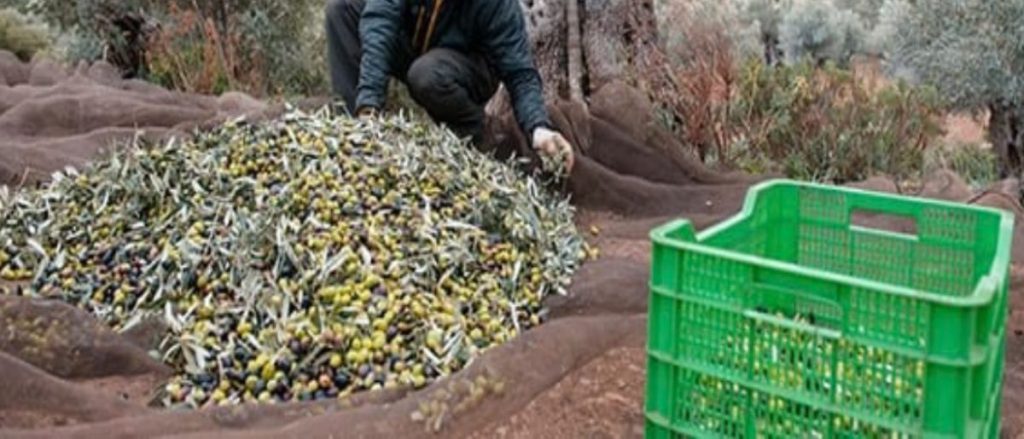 empleo recogida aceituna