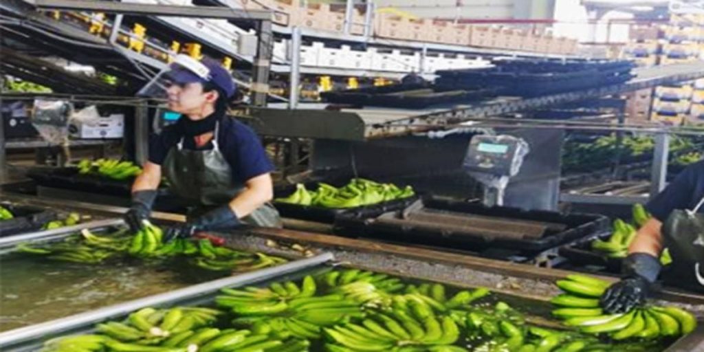 grupo europlatano trabajo