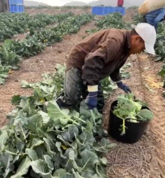 Eures: Ofertas para trabajar en la campaña agrícola en Bélgica