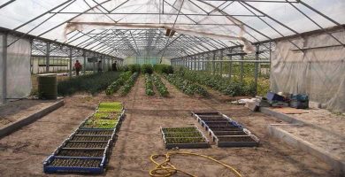 trabajo sector agricola