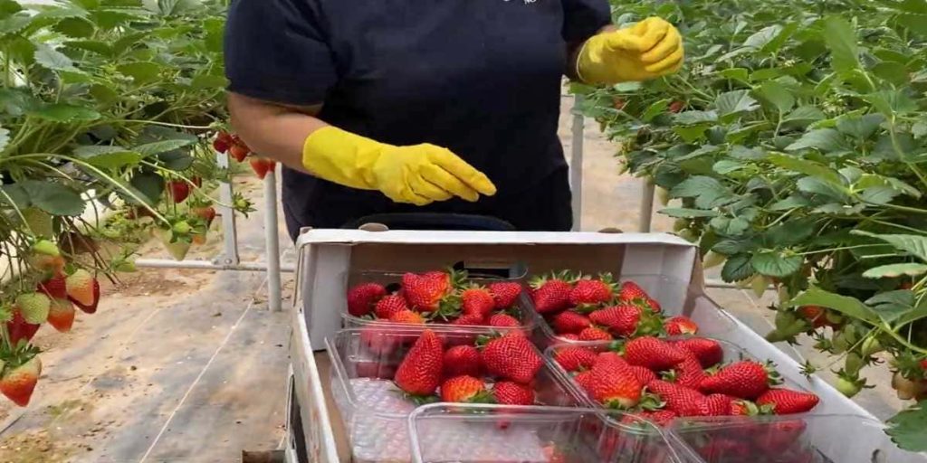 recolectores de fresas
