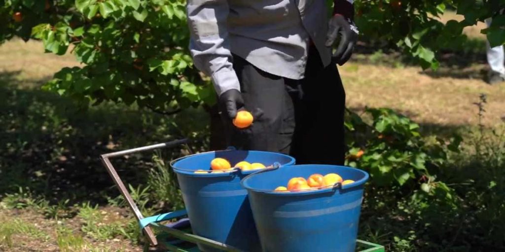 trabajar como temporeros