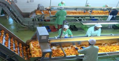 trabajar envasado fruta