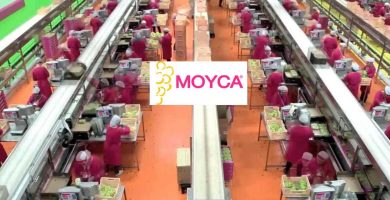 trabajo moyca
