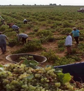 trabajar en la vendimia