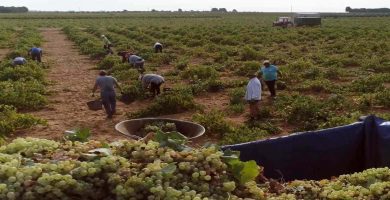 trabajar en la vendimia