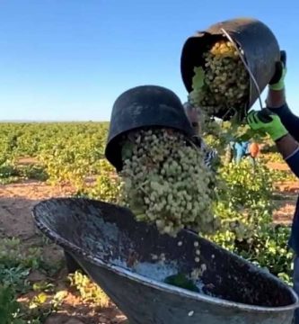 trabajo en la vendimia en Pontevedra