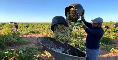 trabajo en la vendimia en Pontevedra