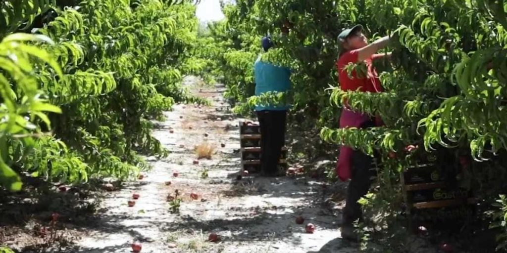 trabajar campaña el bierzo