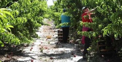 trabajar campaña el bierzo