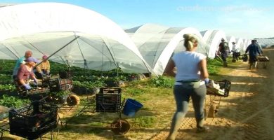 trabajo sector agricola sepe