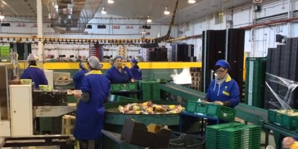 trabajadores en almacenes hortofruticolas
