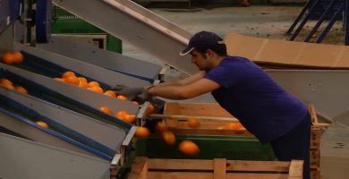 trabajar almacen citricos