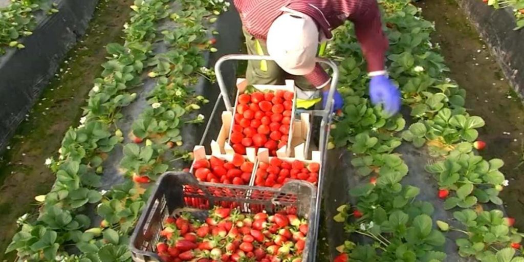 trabajar en la campaña de la fresa en Huelva