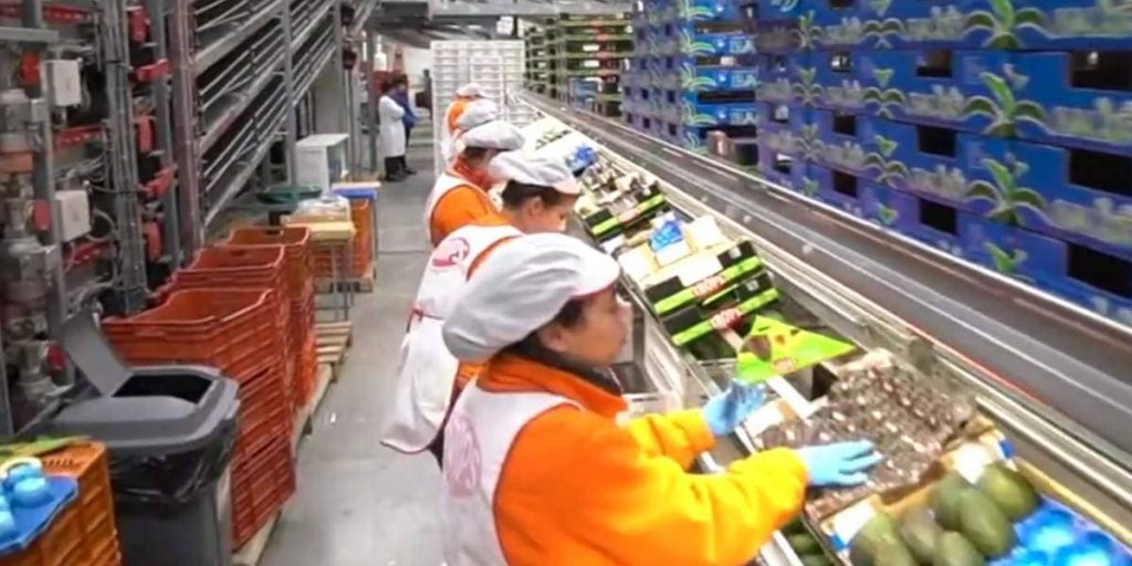 trabajo envasado de fruta trops