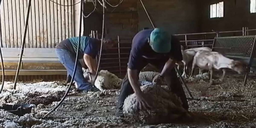 trabajar esquiladores castilla leon