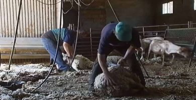 trabajar esquiladores castilla leon