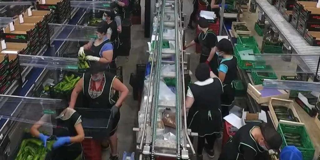 trabajo operarios envasado frutas