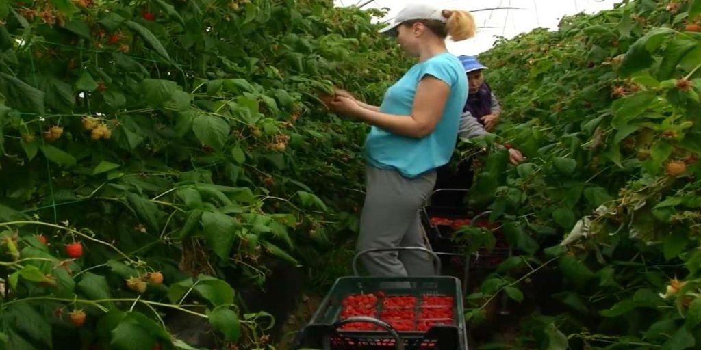trabajar peones agricolas