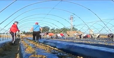 viveros el pinar trabajo