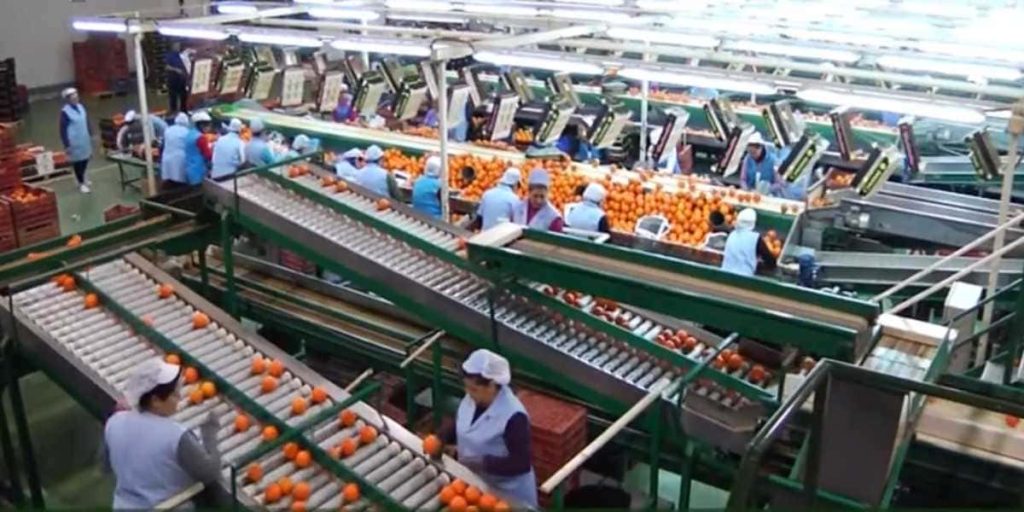 trabajo encajadores citricos valencia