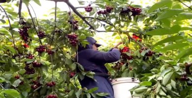 trabajos en la campaña de la Cereza
