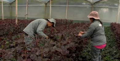 trabajar peon viveros