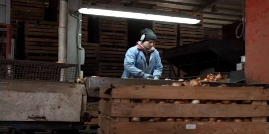 trabajar almacen cebollas