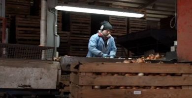 trabajar almacen cebollas