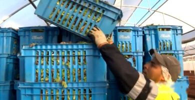 trabajo fijo florette