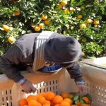 trabajar recolectores naranja