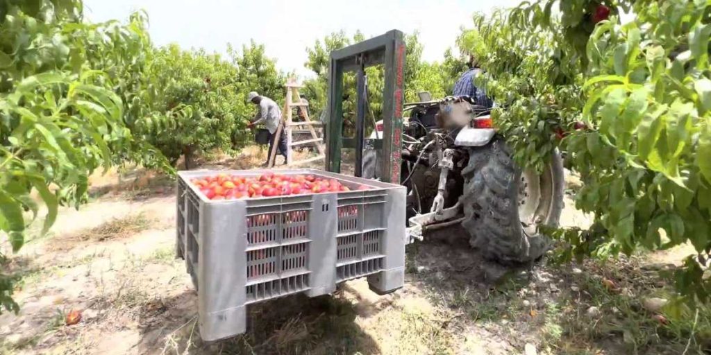 trabajar recogida fruta