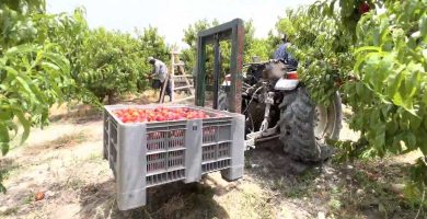 trabajar recogida fruta