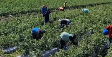 trabaja peon agricola