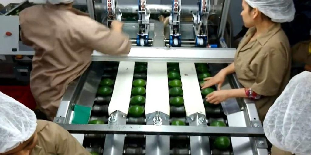 trabajar naves hortofruticolas etiquetador