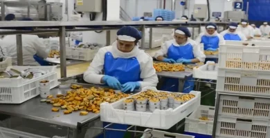 trabajar fabricas conservas galicia