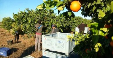 Vacantes de empleo en Areajob Spain para campaña citrícola