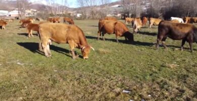 trabajadores para granjas sin experiencia