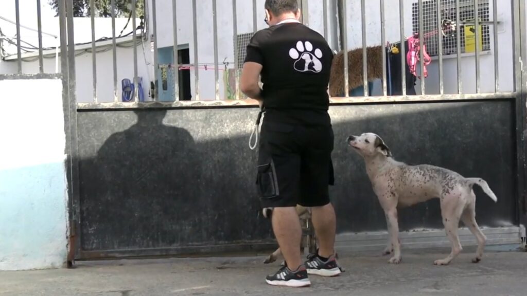 Trabajar en refugio de animales