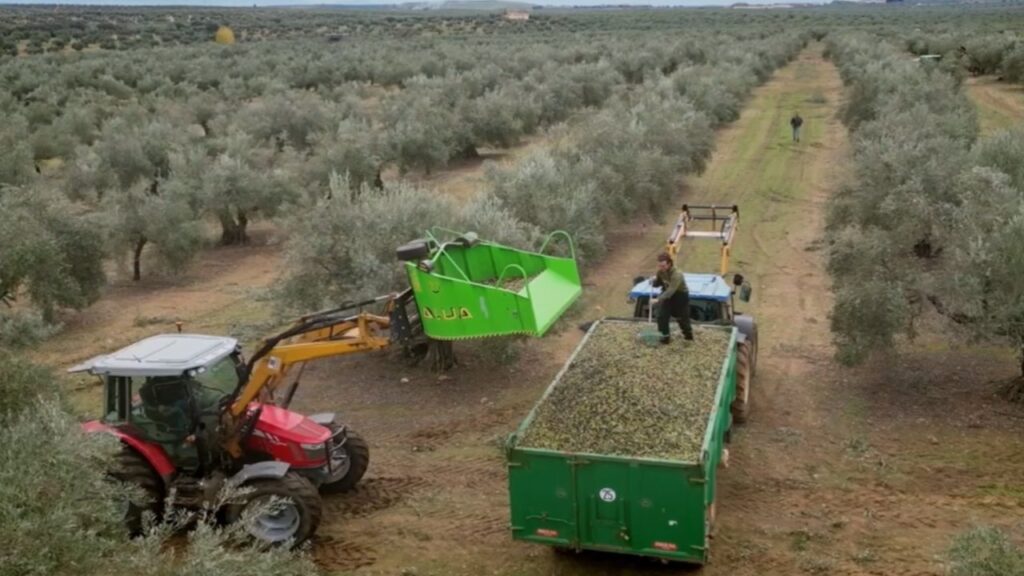empleo en la campaña aceituna Jaén