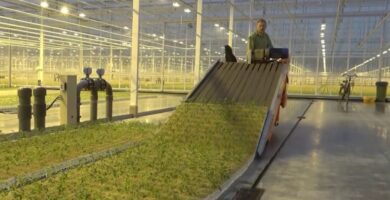 trabajar en invernaderos