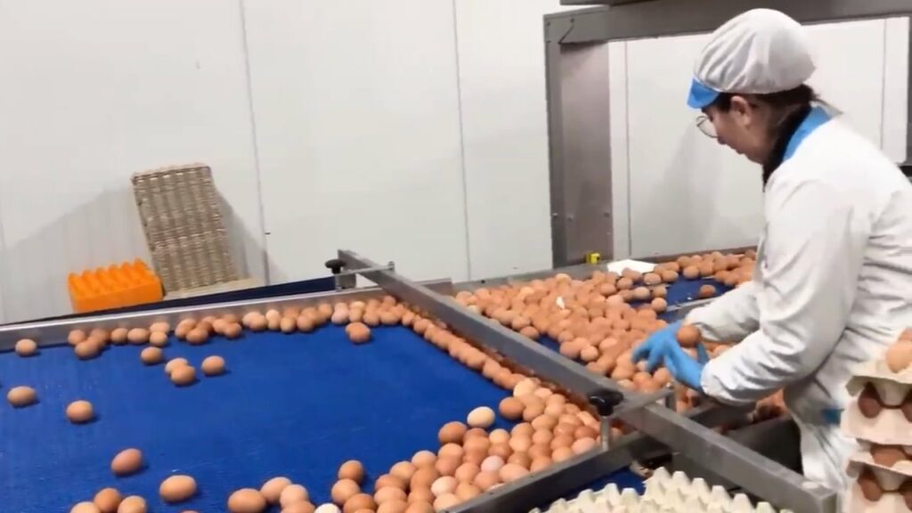 trabajar en planta de producción de huevos