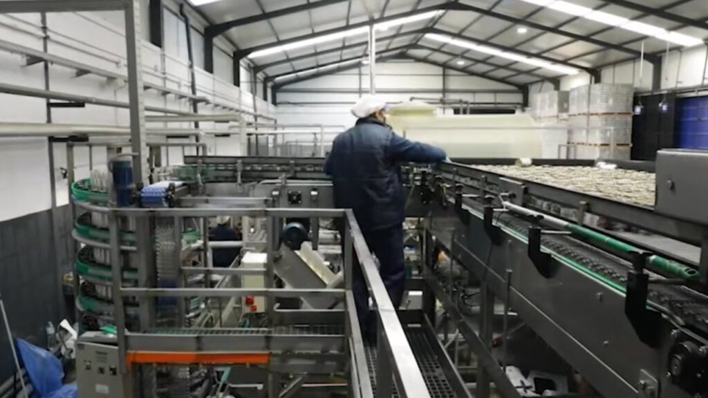 trabajar en fábrica de aceituna