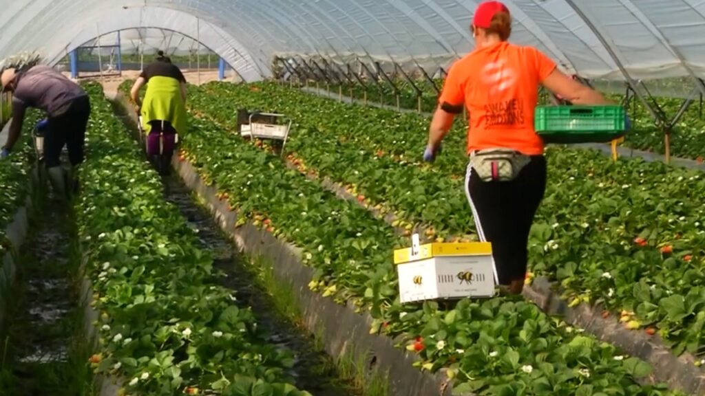 trabajar en campañas agrícolas Andalucía