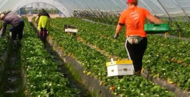 trabajar en campañas agrícolas Andalucía