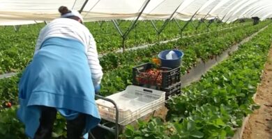 trabajar en la campaña de la fresa y frambuesa