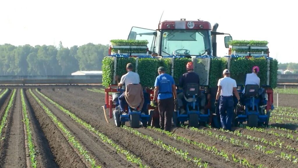 campañas agrícolas del Servicio Andaluz de Empleo
